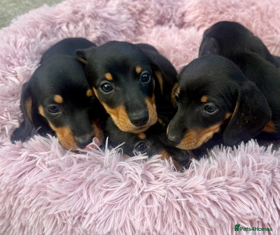 Miniature Dachshund dogs - Advert 4