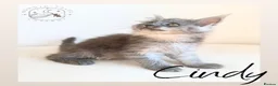 Maine Coon cats for sale: High Smoke, Smoke and Solid Pedigree Maine Coon’s - Advert 10