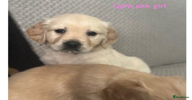 Golden Retriever dogs - Advert 1