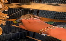 Sugar Glider rodents for sale: 2 male sugar gliders  - Advert 9