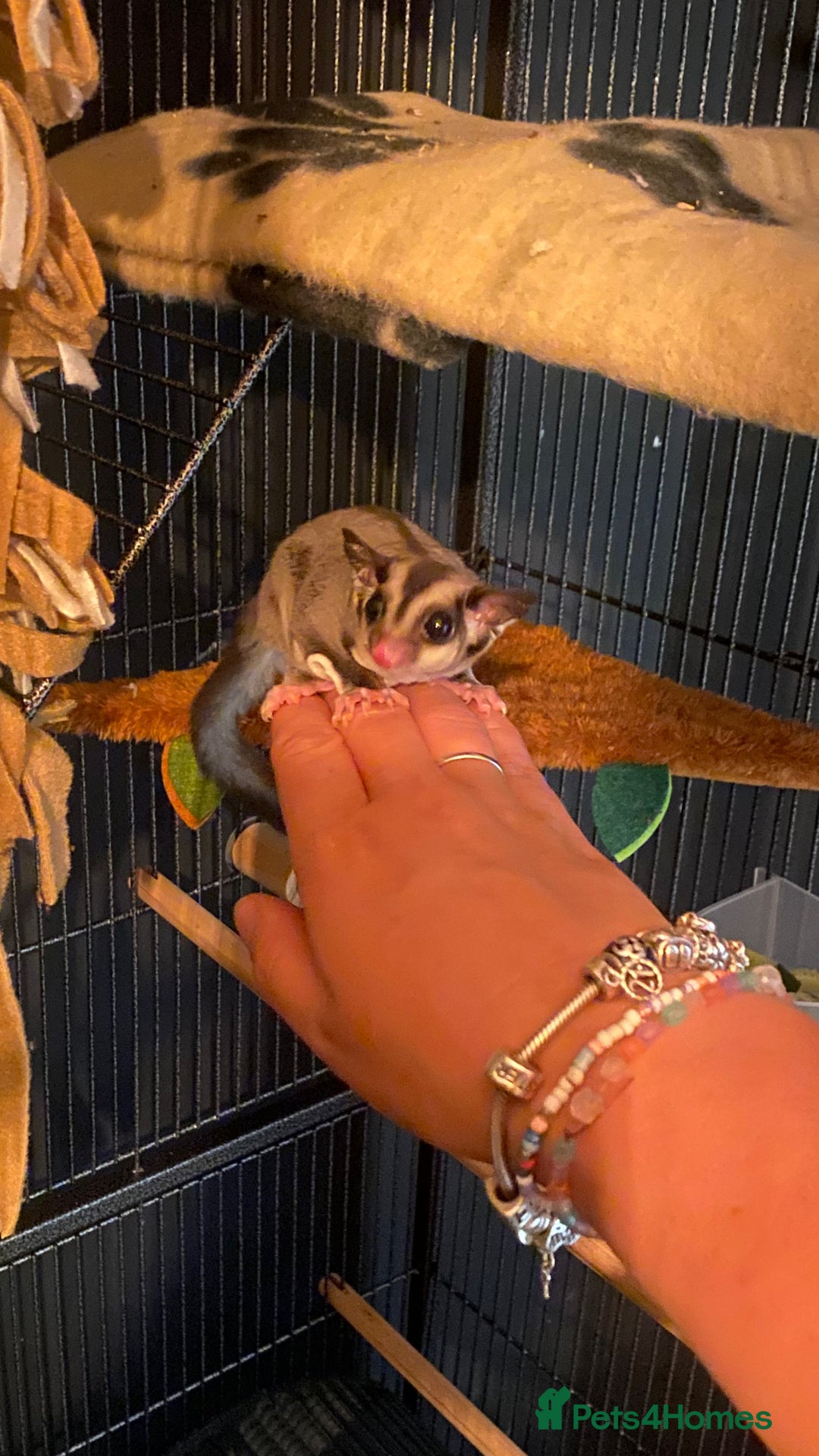 Sugar Glider rodents for sale: 2 male sugar gliders  - Advert 9