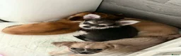 Chihuahua dogs for sale: Adorable pure chihuahua puppies  in Hull - Advert 18