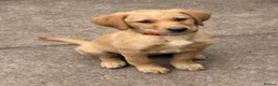 Labrador Retriever dogs for sale: Mixed litter black and blonde Labrador puppies  - Advert 8