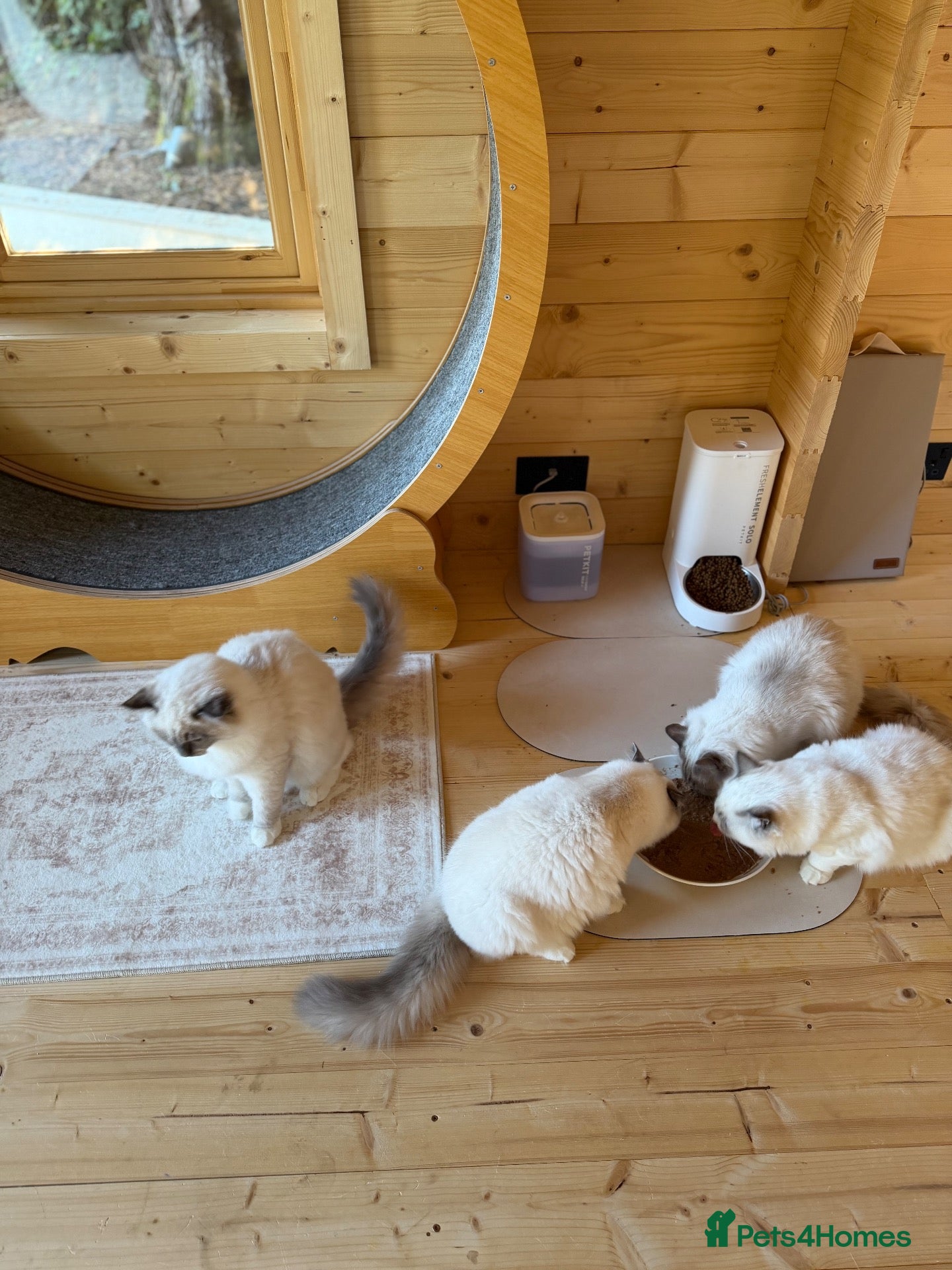 Ragdoll cats 💙 REDUCED PRICE | LAST 3 BOYS 👑 - Advert 2