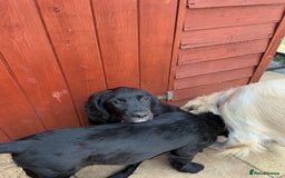 Mixed Breed dogs for sale: Spangold retrievers in Stourport-on-Severn - Image 17