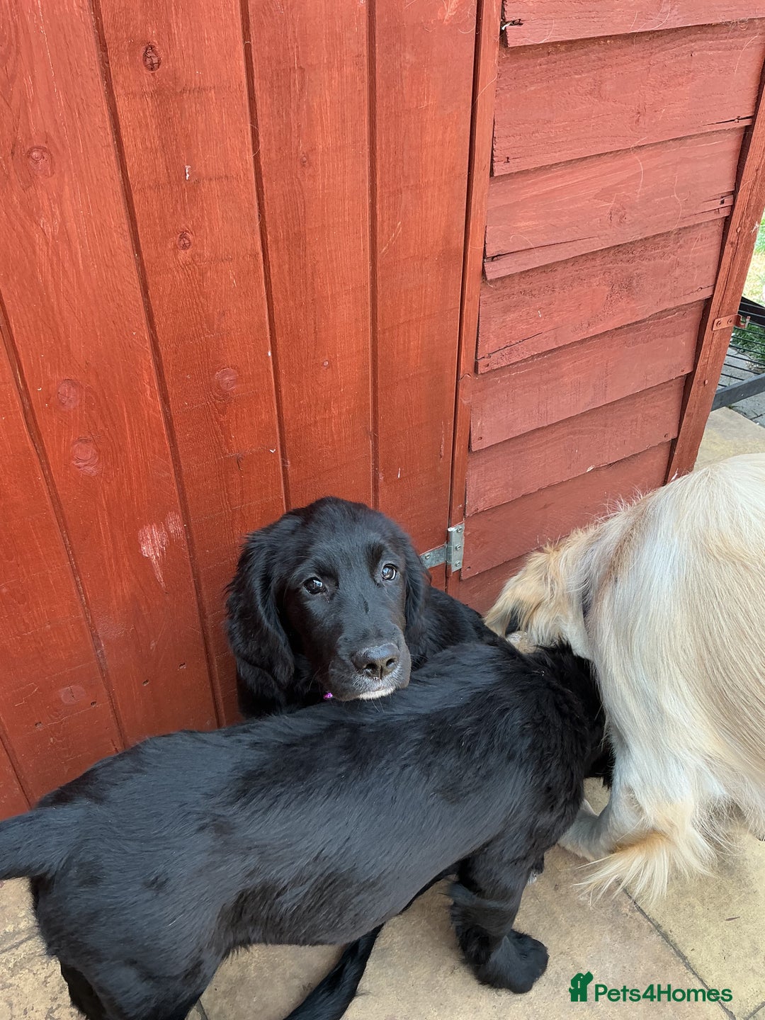 Mixed Breed dogs for sale: Spangold retrievers in Stourport-on-Severn - Image 17