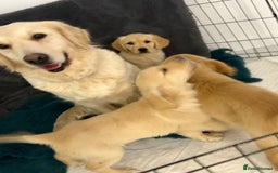 Golden Retriever dogs for sale: Goldren retriever puppies  - Image 8