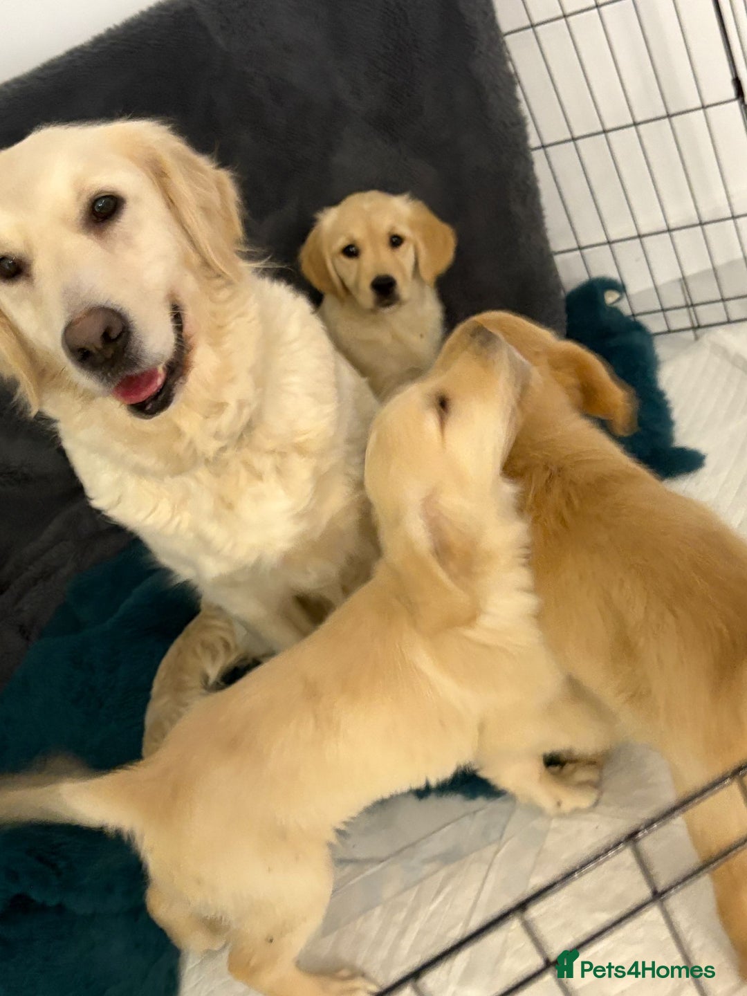 Golden Retriever dogs for sale: Goldren retriever puppies  - Image 8