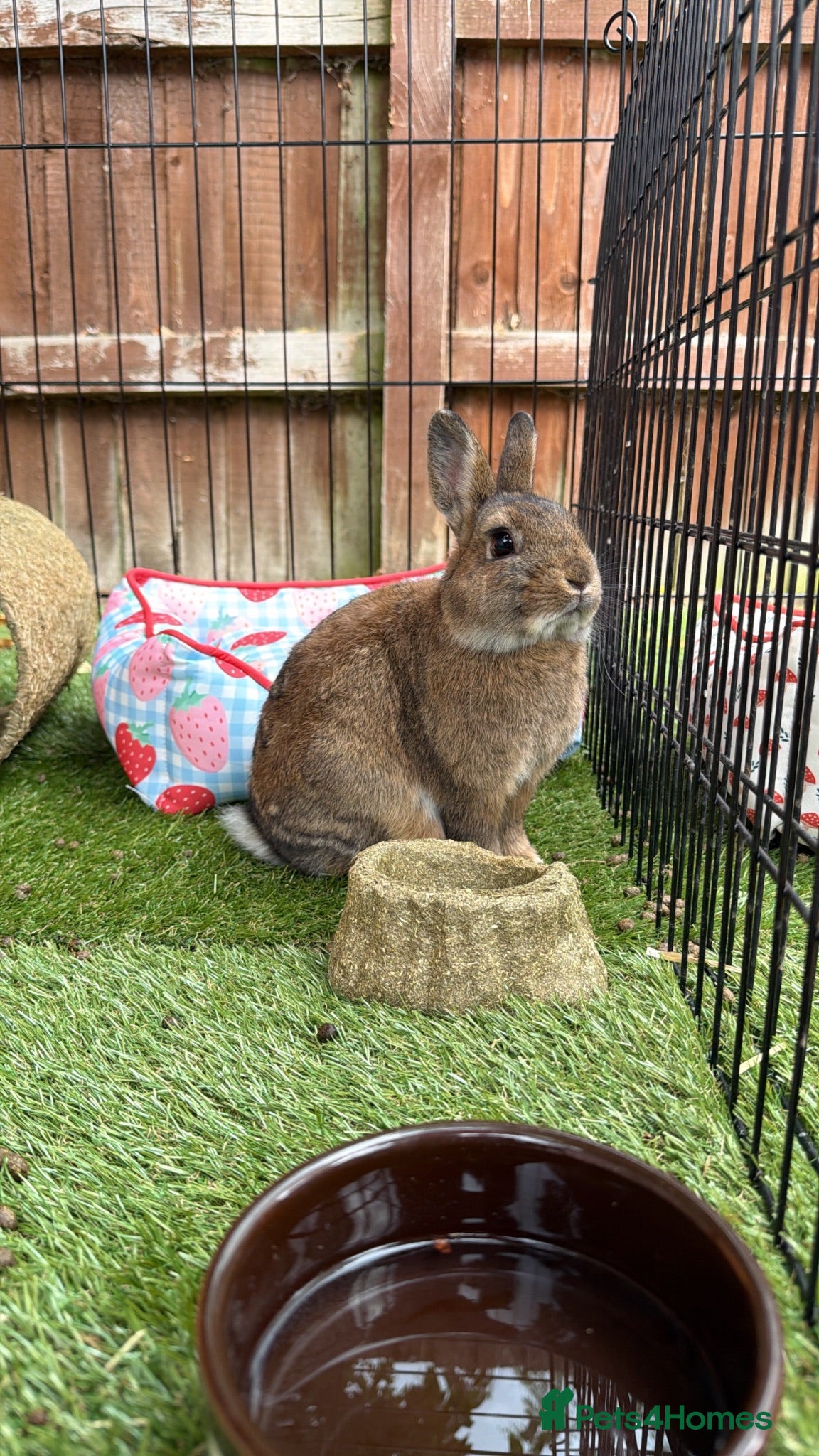 Netherland Dwarf rabbits Netherland dwarf brothers  - Advert 4