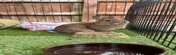 Netherland Dwarf rabbits for sale: Netherland dwarf brothers  in Montgomery - Advert 1