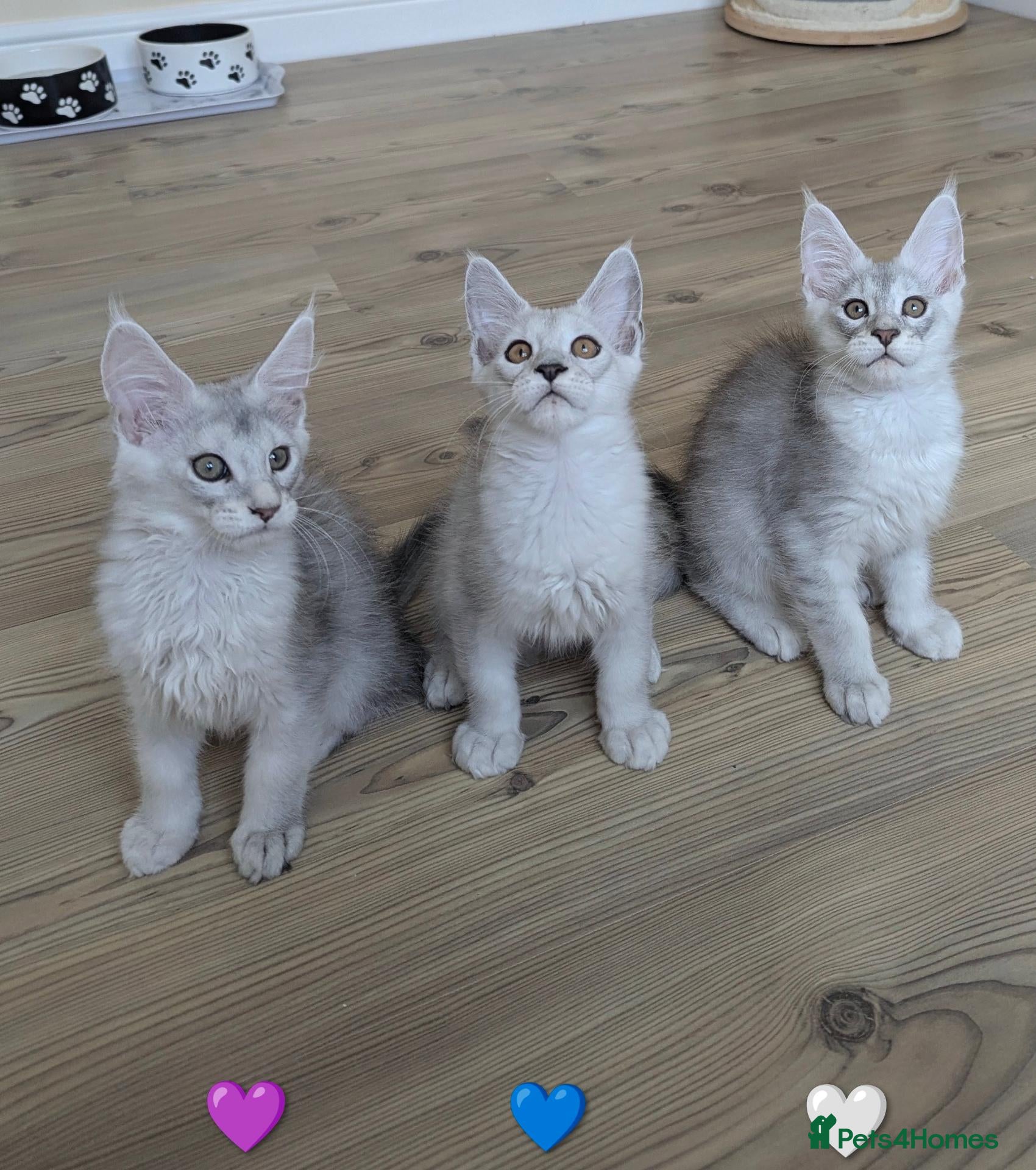Maine Coon cats Maine Coon Kittens  - Advert 2