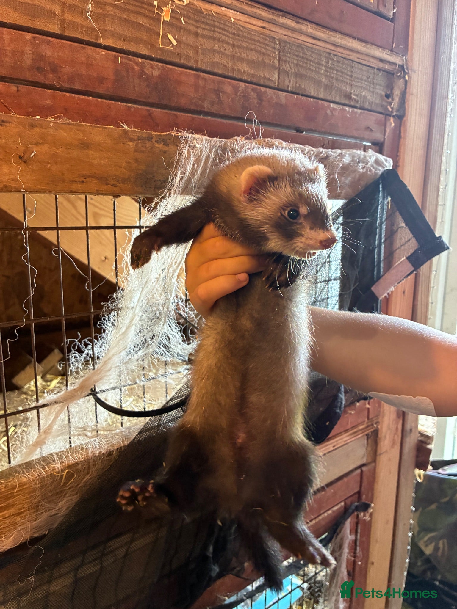 Ferret rodents Ferret kits for sale  - Advert 1