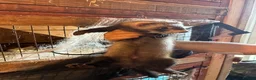 Ferret rodents for sale: Ferret kits for sale  in Barnstaple - Advert 1