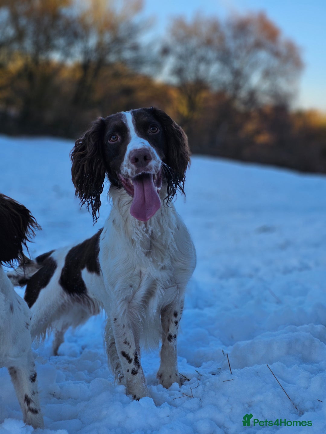 English Springer Spaniel dogs for stud: English Springer Spaniel Stud in Derby - Advert 18