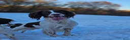 English Springer Spaniel dogs for stud: English Springer Spaniel Stud in Derby - Advert 18