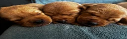 Labrador Retriever dogs for sale: Top Quality Fox Red Labradors - Advert 2