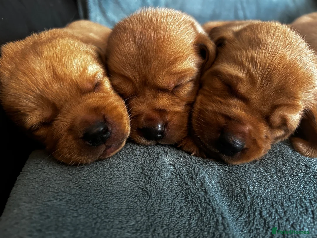 Labrador Retriever dogs for sale: Top Quality Fox Red Labradors - Advert 2