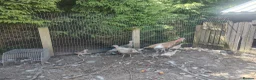 Turkeys poultry for sale: Bourbon red turkey's - Advert 3