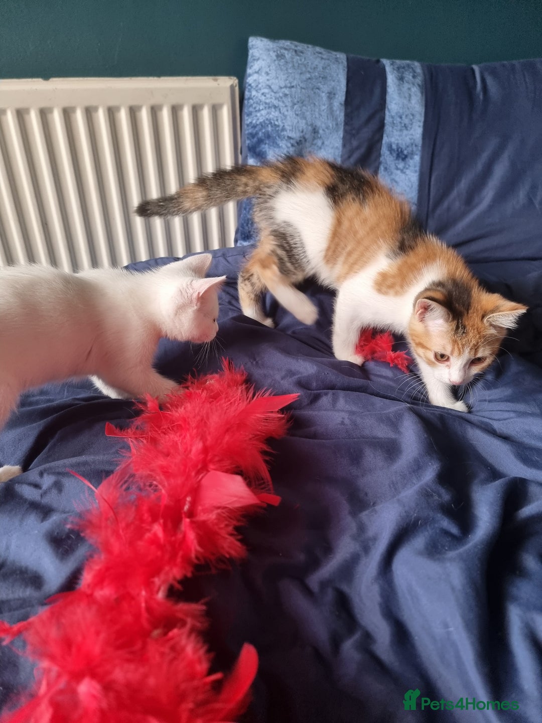 Mixed Breed cats for sale: Scottish straight mixed kittens - Image 4