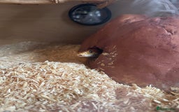 Corn Snake reptiles for sale: Corn snake - Image 1