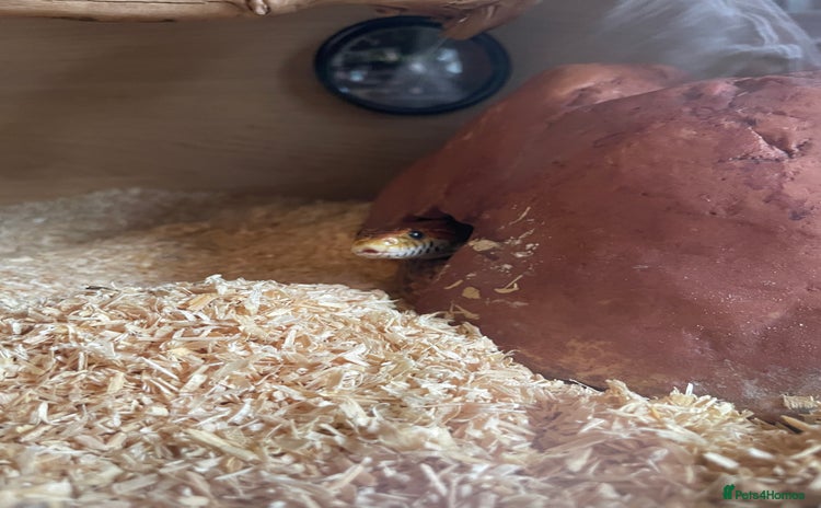 Corn Snake reptiles - Advert 7