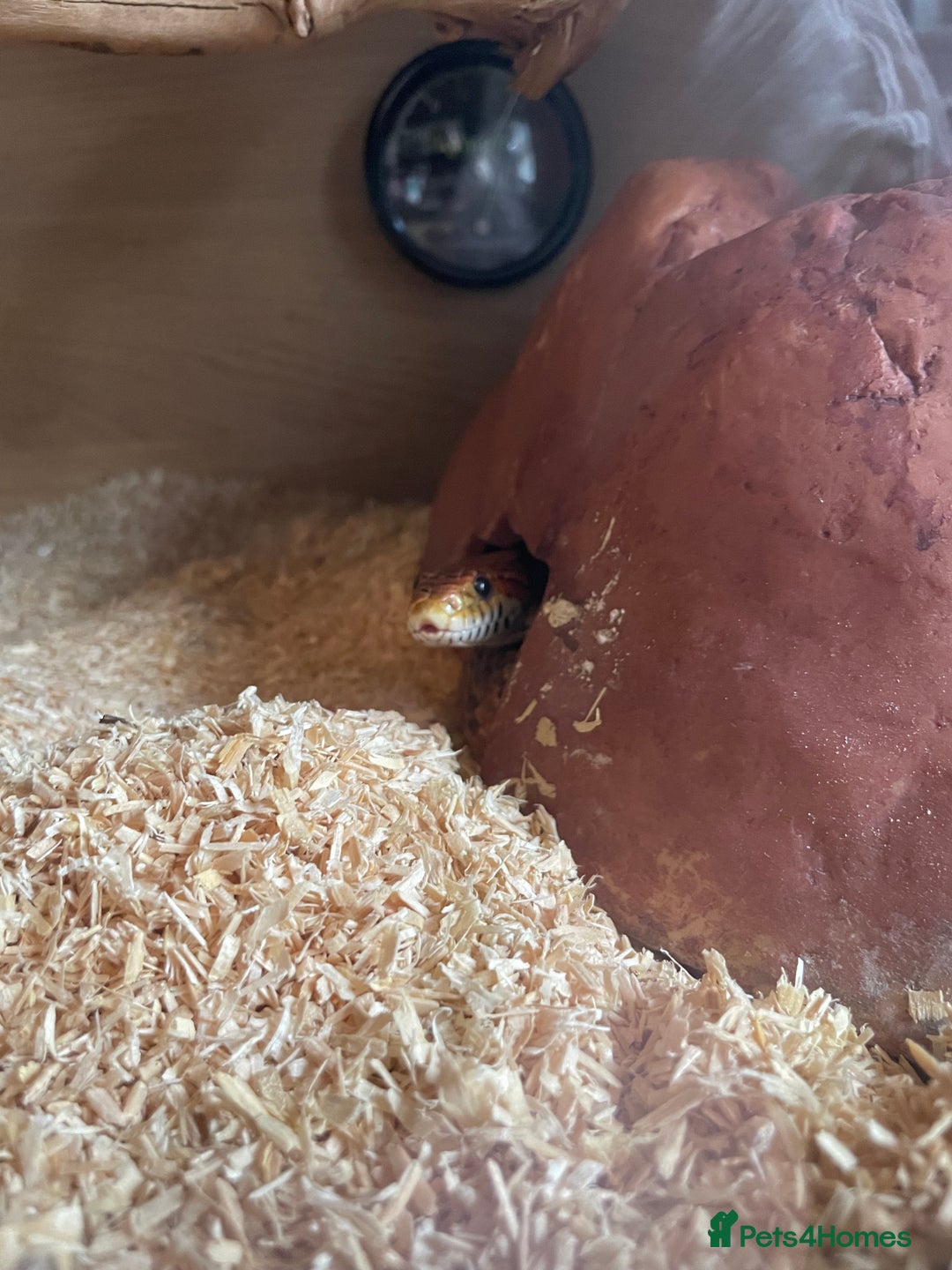 Corn Snake reptiles for sale: Corn snake - Image 1