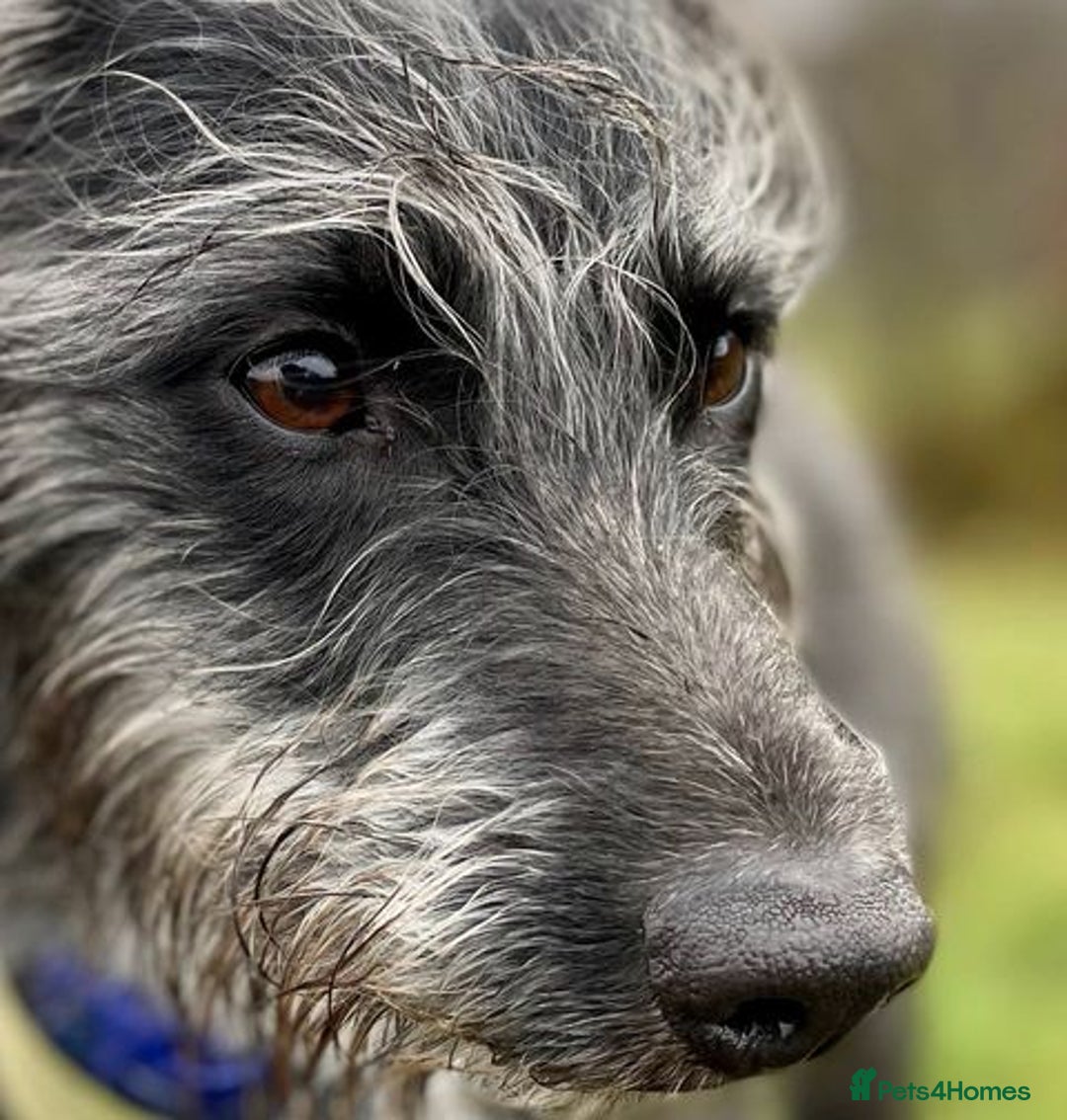 Whippet dogs for sale: Whippet Lurcher - Image 13