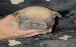 French Bulldog dogs for sale: French Bulldog Puppies  - Image 6