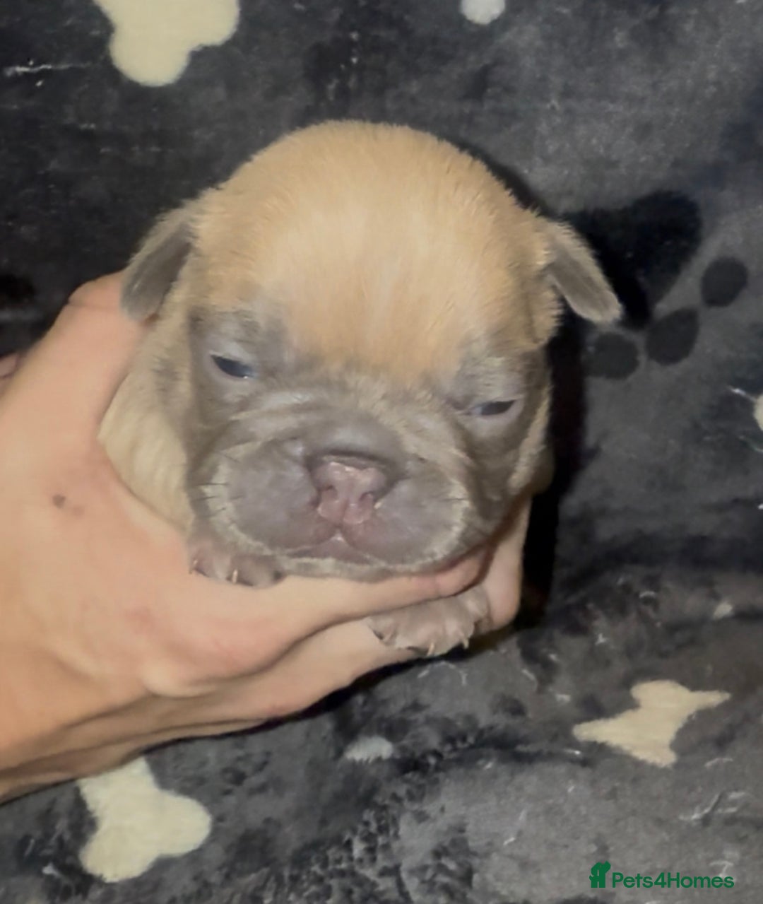 French Bulldog dogs for sale: French Bulldog Puppies  - Image 6