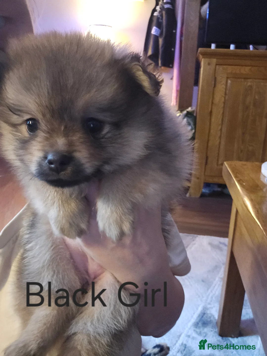 Pomeranian dogs for sale: 4 baby pomeranians for sale - Advert 33