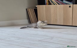 Persian cats for sale: 5 long haired kittens for sale - Image 15