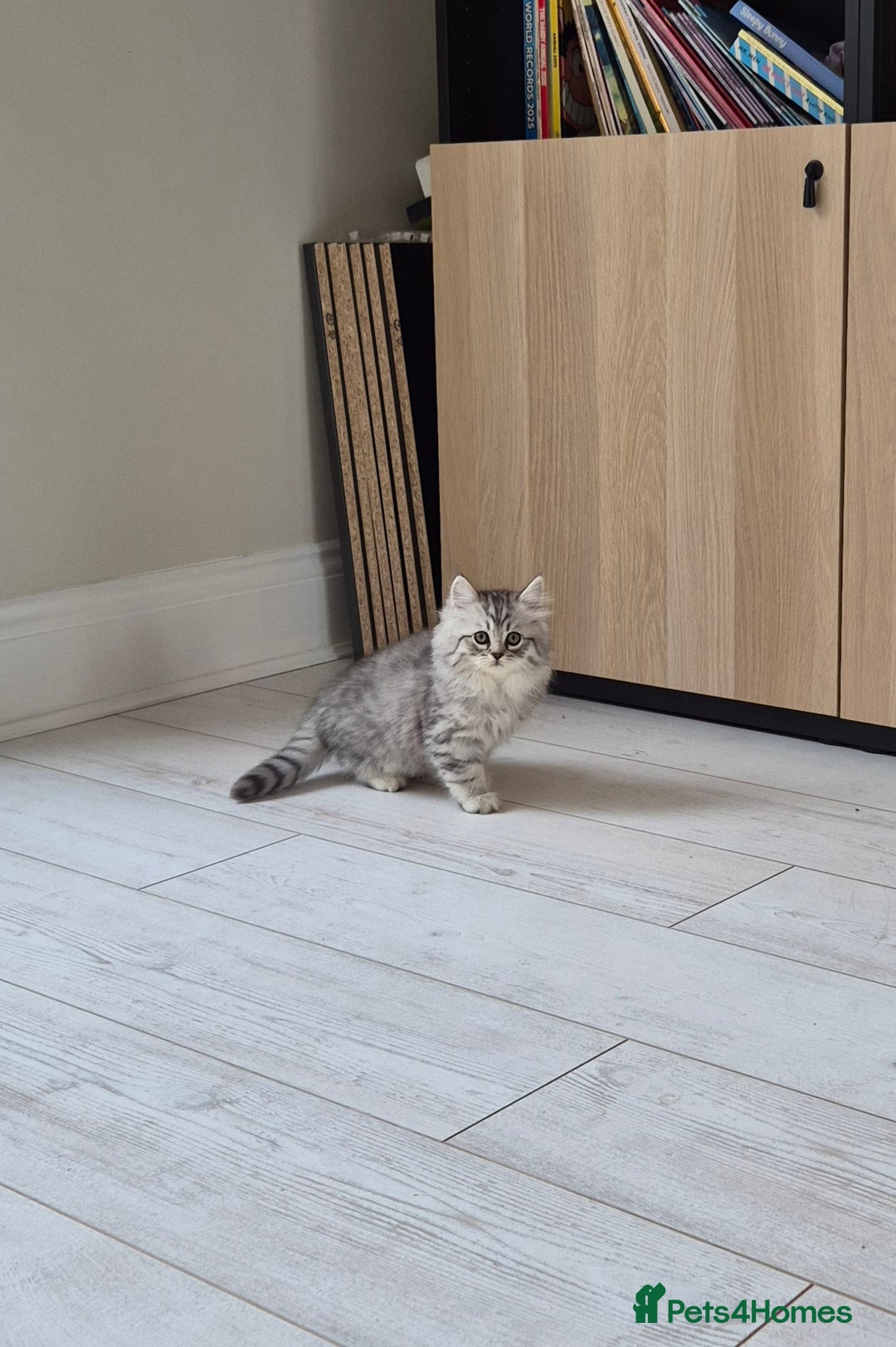 Persian cats for sale: 5 long haired kittens for sale - Image 15