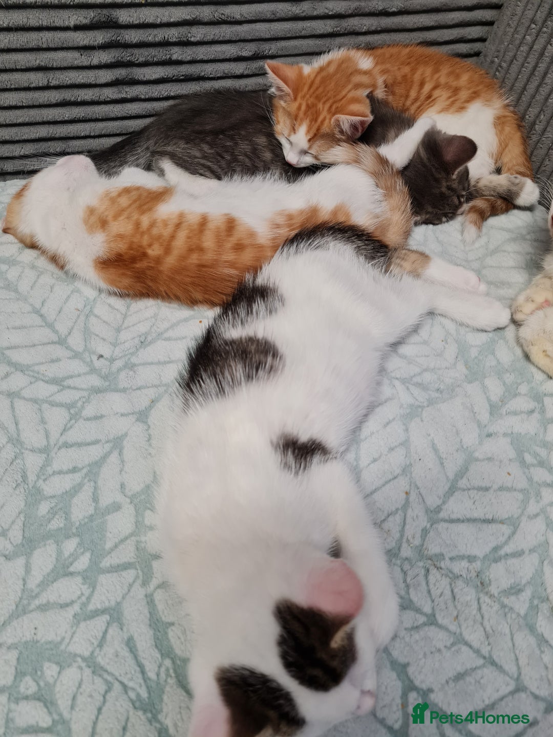 Mixed Breed cats for sale: Kittens😻🧡🧡🩶🤍 - Advert 4