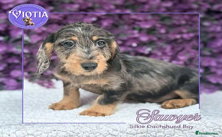 Dachshund dogs - Advert 13