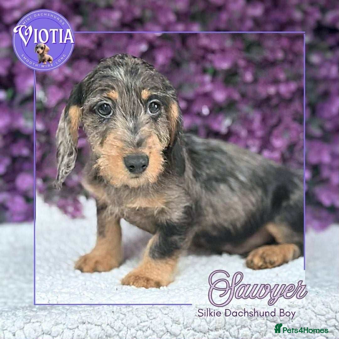Dachshund dogs for sale: Miniture dachshund pups ready now  - Image 2