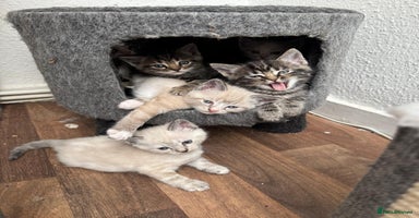 Mixed Breed cats - Advert 12