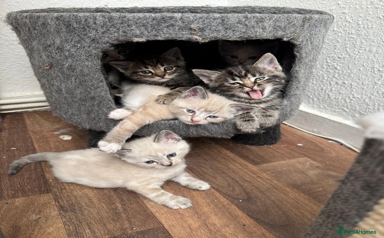 Mixed Breed cats - Advert 1