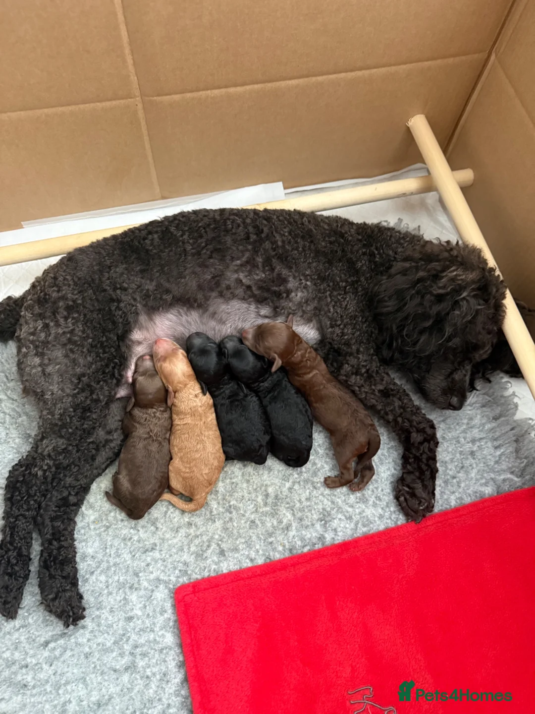 Miniature Poodle dogs for sale: Beautiful Miniature Poodle Puppies - Advert 6