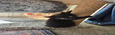 Mixed Breed Kitten 2