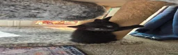 Mixed Breed cats for sale: Two male back Kittens  in Bristol - Advert 2