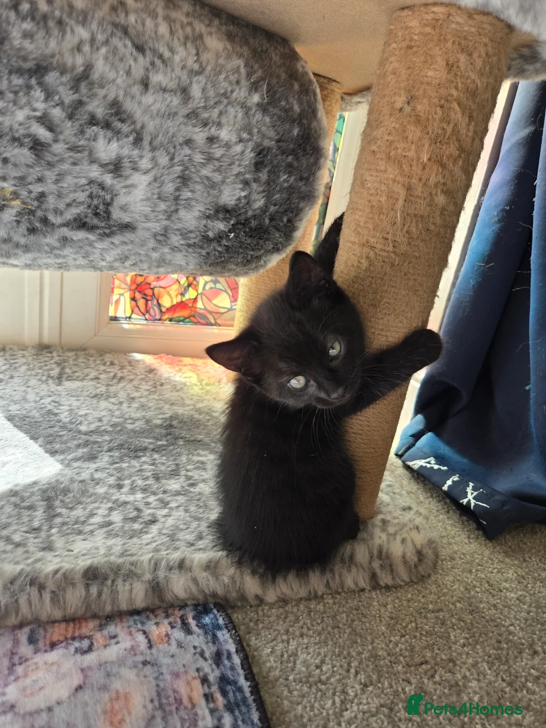 Mixed Breed cats for sale: Two male back Kittens  in Bristol - Advert 2