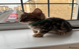 Bengal cats for sale: 6 Stunning Bengal kittens - Image 26