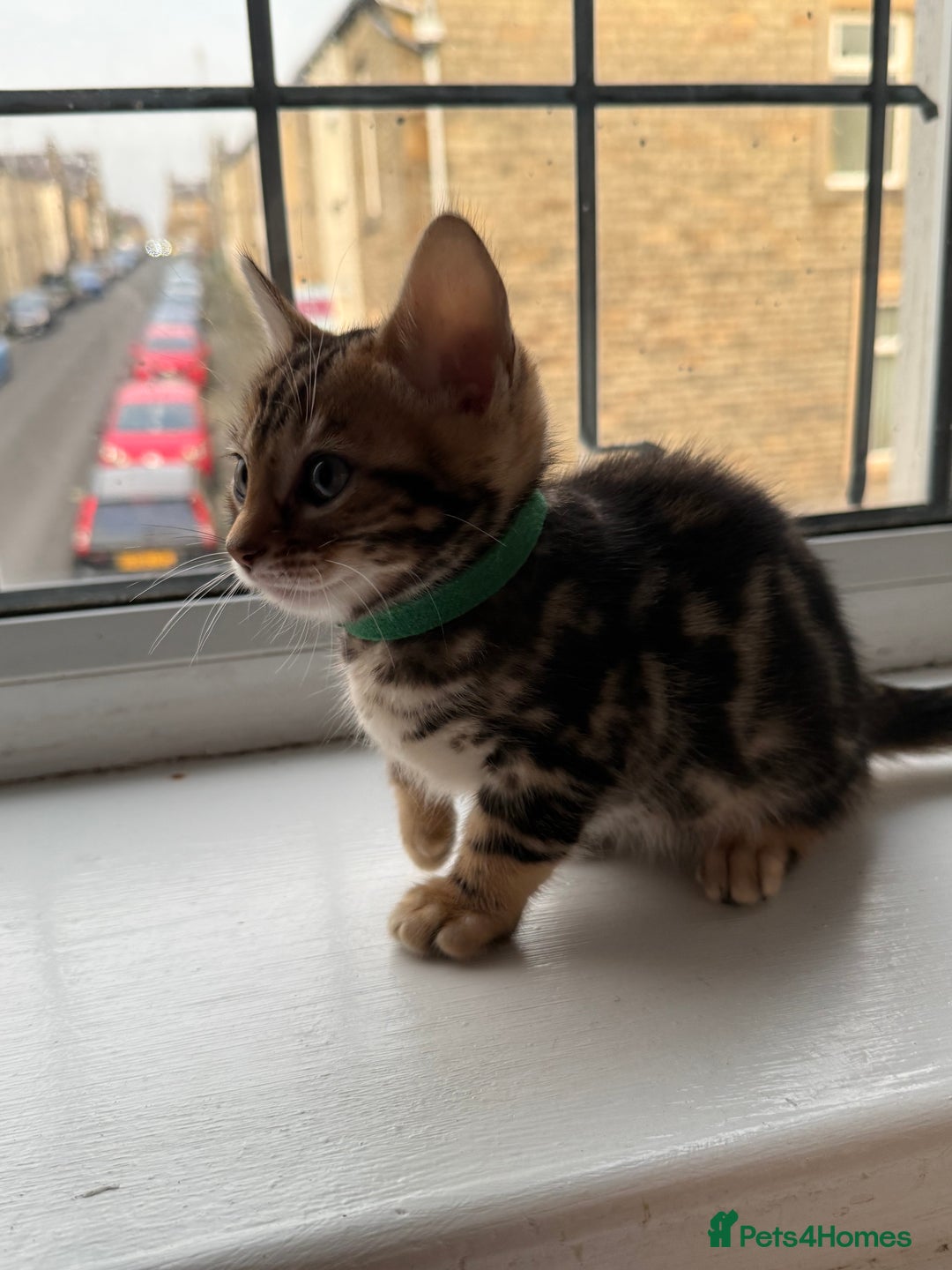 Bengal cats for sale: 6 Stunning Bengal kittens - Image 26