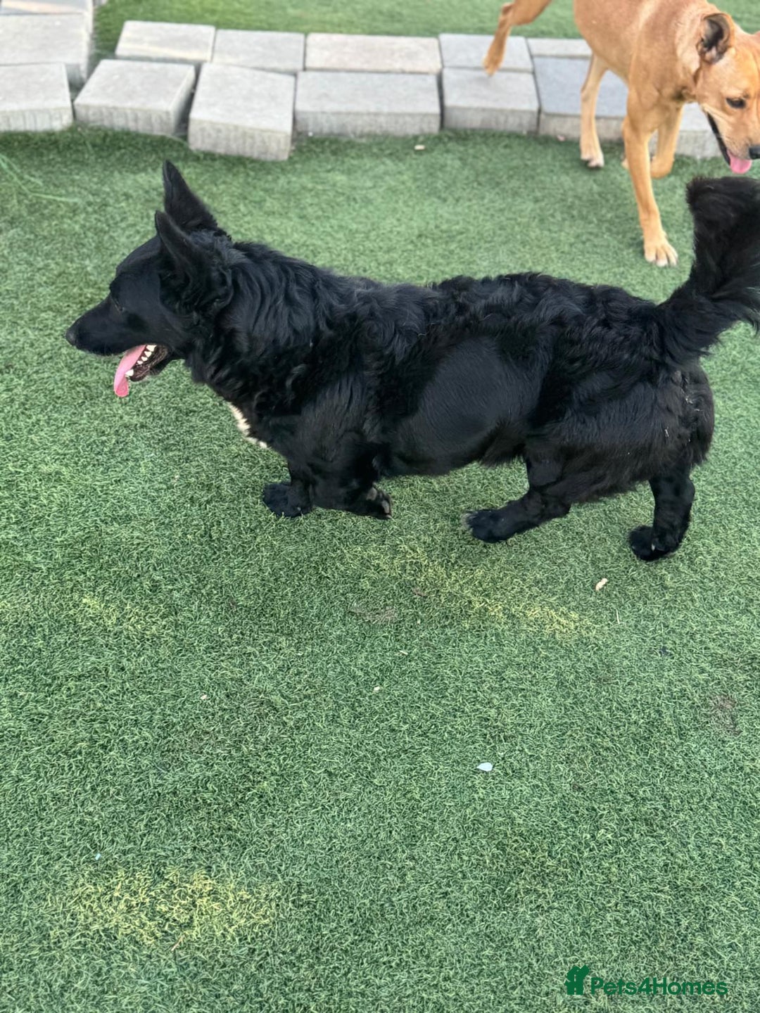 Mixed Breed dogs for adoption: Dashing Dave ready for a new home! - Image 13