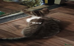 Bengal cats for sale: Bengal cross kittens ready now STILL AVAILABLE  in Southampton - Image 6