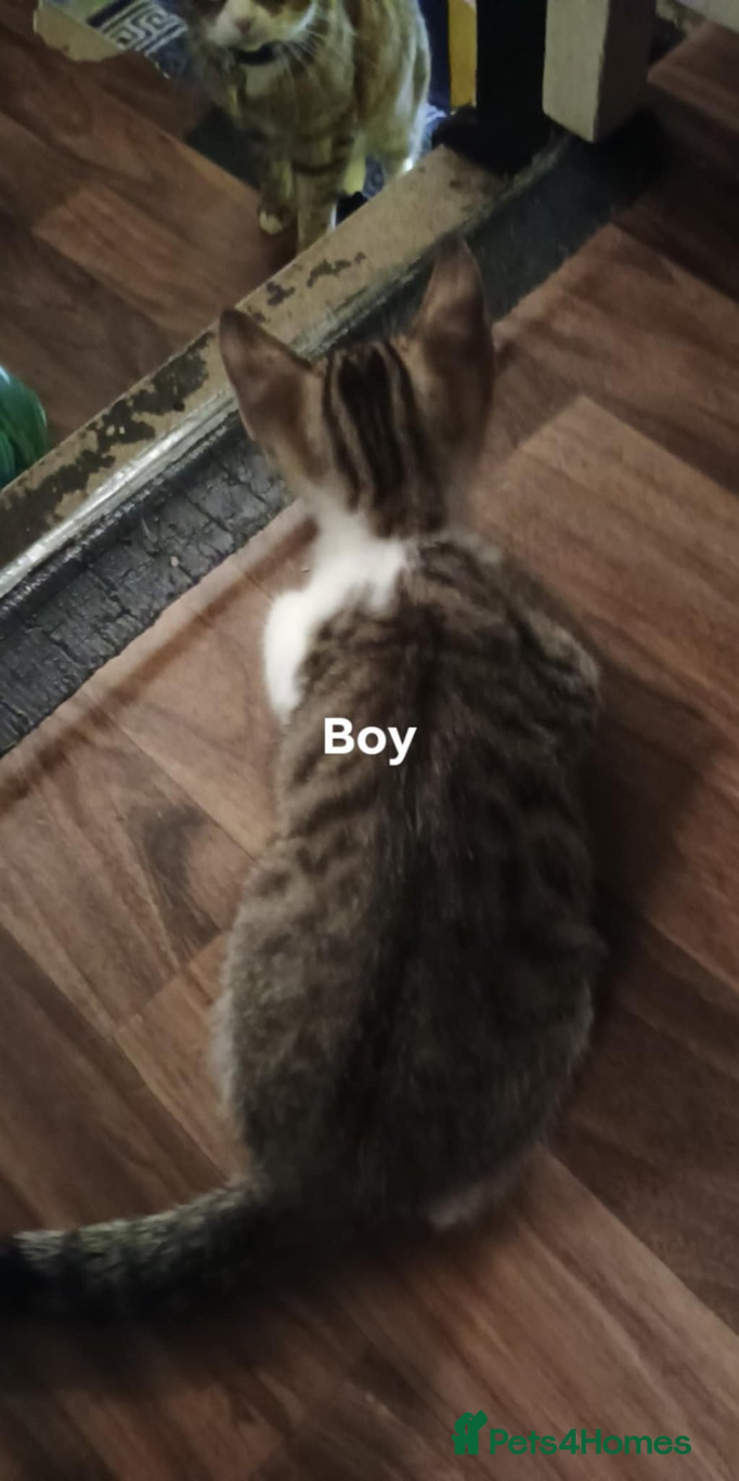 Bengal cats for sale: Bengal cross kittens ready now STILL AVAILABLE  in Southampton - Image 6
