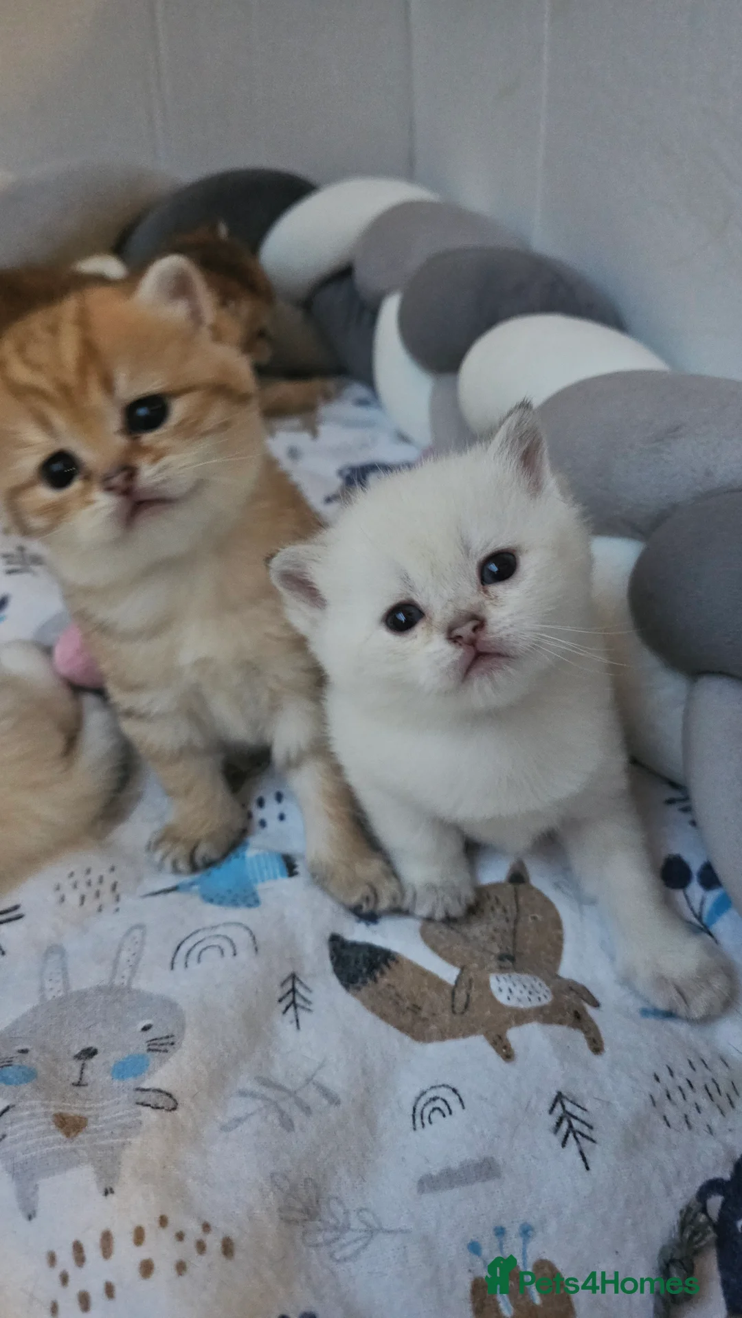 Scottish Fold cats for sale: Tica Registered pedigree kittens  - Advert 6