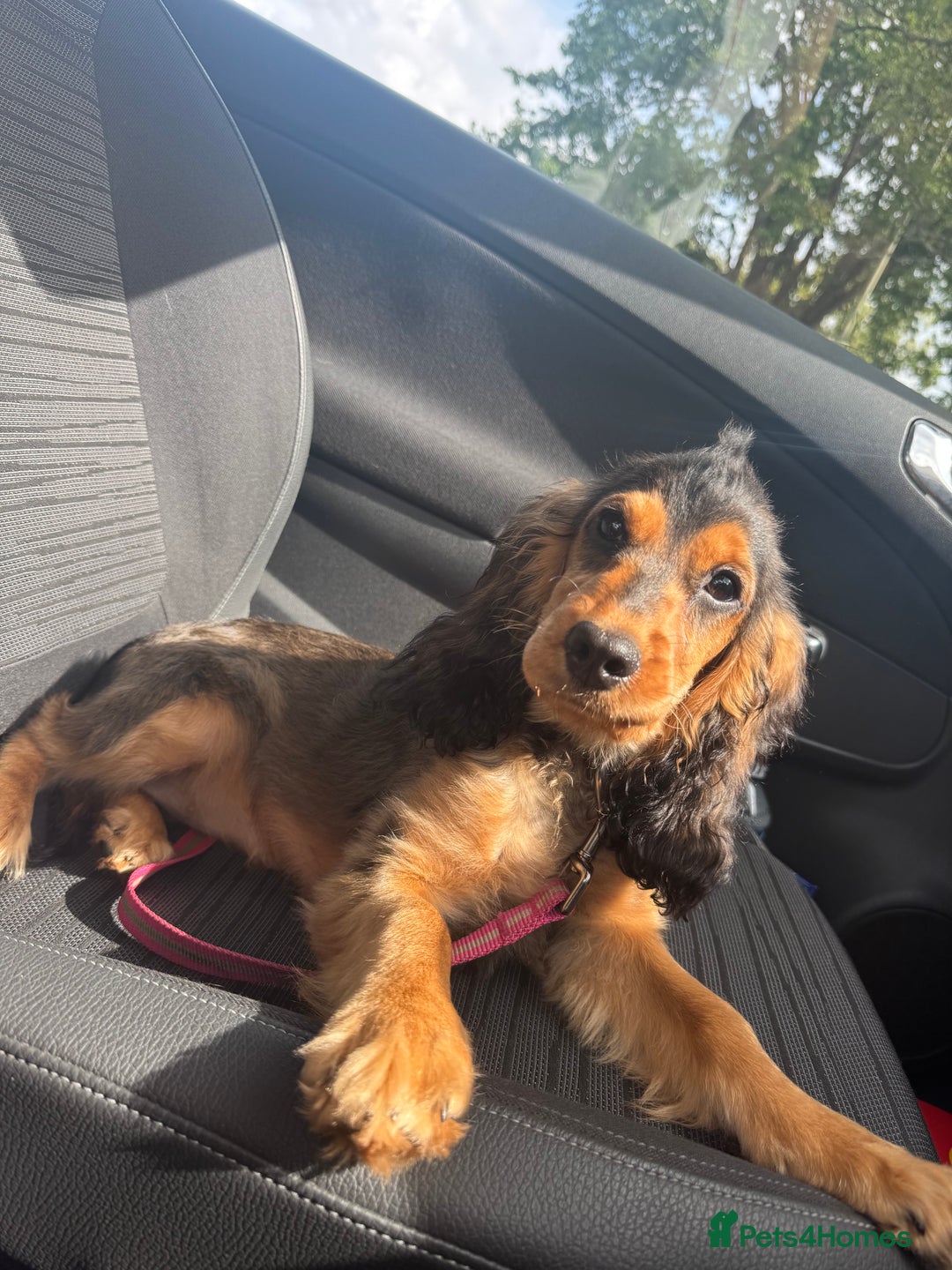 Cocker Spaniel dogs for sale: Cocker spaniel puppy  - Image 1