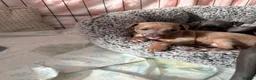 Italian Greyhound dogs for sale: Stunning Fawn Girl - Advert 4