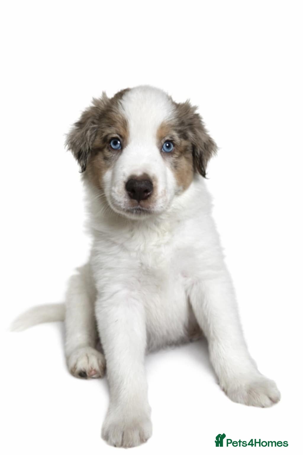 Border Collie dogs Border collie  puppies - Advert 4